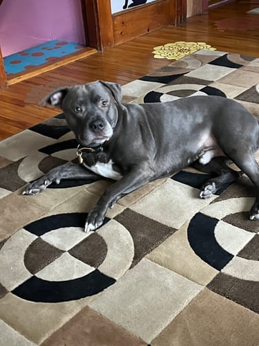 Customer photo review of (Free Gift🎁)Sweat Core Belt