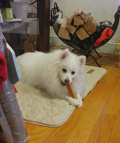 Customer's fluffy white dog lying on a mat while holding and chewing a large Pumpkin Yak Chew.