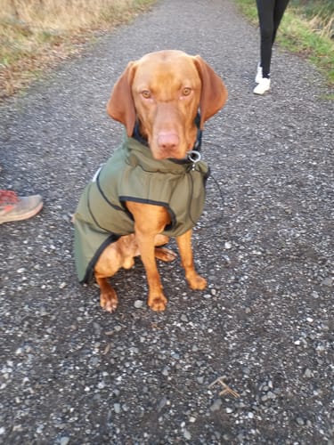 Customer photo review of 3-in-1 Dog Coat