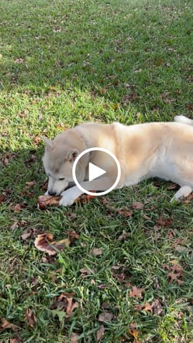 Customer video review of Ostrich Hip Bone (12" x 5"x 3”): The Durable, Flavor-Packed Chew for Medium & Large Dogs
