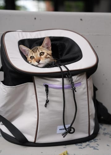 Customer photo review of Structured Top Opening Hands-Free Front Pet Carrier – Comfortable & Labor-Saving