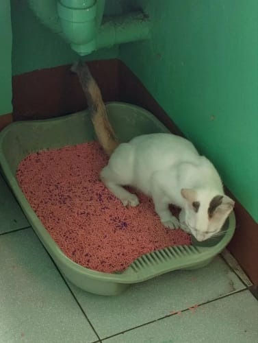 Customer photo review of FreshGuard | Plant-Based & Chemical-Free Odor Elimination