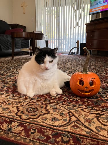 Customer photo review of 2x Blisso Advanced Cat Probiotic | Cat Probiotic for Diarrhea & Kidney Support