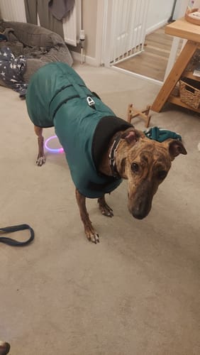 Customer photo review of Vetra - Warm Sighthound Coat with Zip Harness Hole