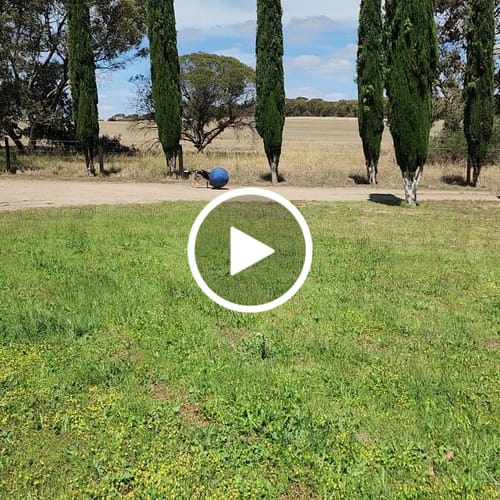 Customer video review of Herding Ball