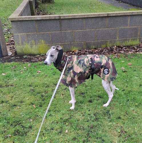 Customer photo review of Camouflage Felton - Sighthound Coat with Underbelly and Harness Hole