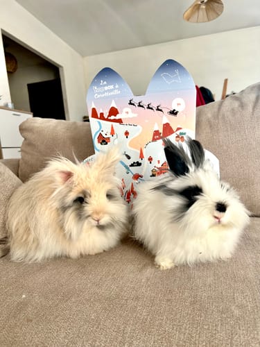 Customer photo review of Calendrier de l’Avent - La Hopbox à CarotteVille