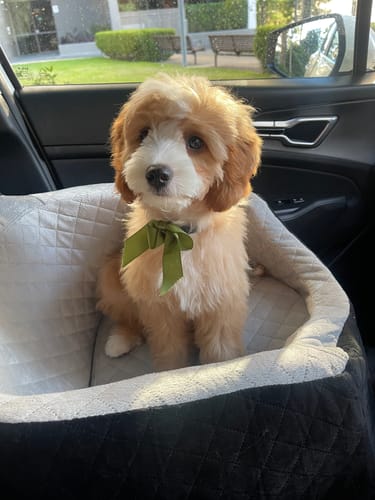 Customer's small fluffy dog sitting comfortably in the quilted Dog Car Booster Seat inside a car.