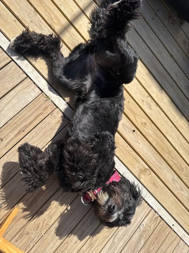 Customer's happy, relaxed dog lying on a deck, showing the results of the GroomMate Pet Grooming Kit.