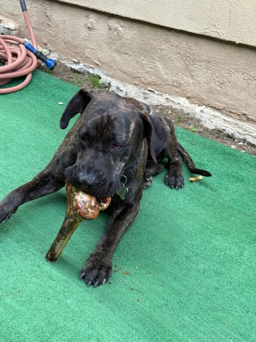 Customer photo review of Medium Ostrich Cane (10" x 3"): The Long-Lasting, Flavor-Packed Chew for Medium & Large Dogs