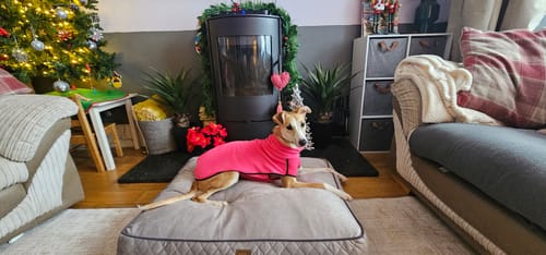 Customer photo review of Fleece Sighthound Base-Layer Coat with Underbelly and Snood