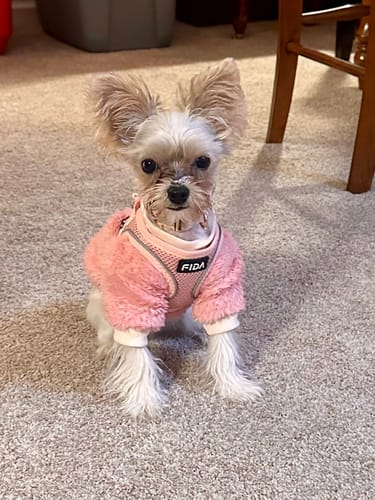 Customer photo review of FIDA Kitten & Puppy Harness and Leash Set