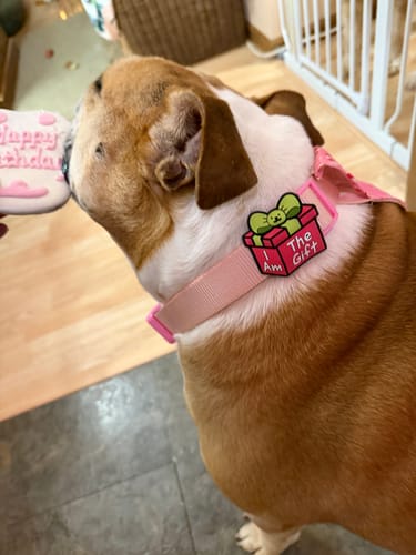 Customer photo review of Lil Gifty Jiby Dog Charm