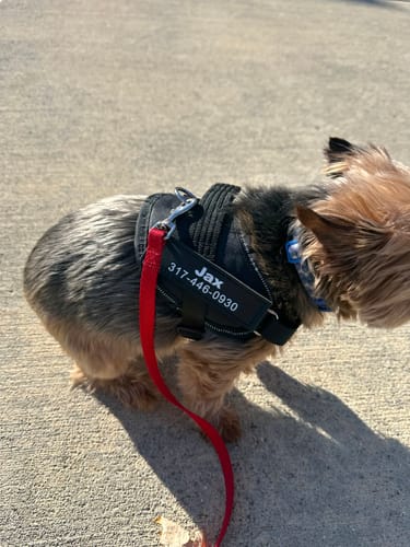Customer photo review of Dogshood ™ No Pull Harness