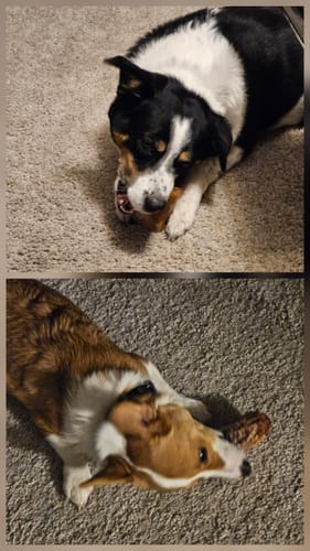 Customer's two dogs lying on a carpet, each chewing a Smoked Beef Marrow Bone.