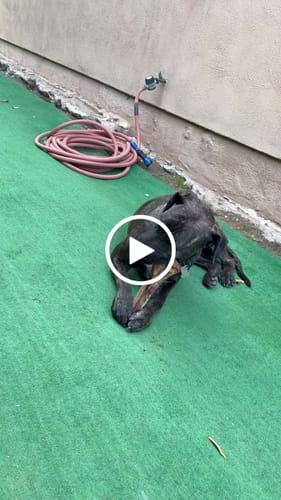 Customer video review of Medium Ostrich Cane (10" x 3"): The Long-Lasting, Flavor-Packed Chew for Medium & Large Dogs