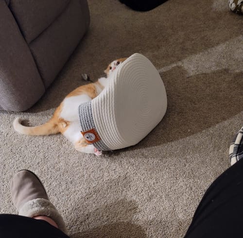 Customer photo review of Instinct Basket | Handwoven & Chemical-Free Cat Territory