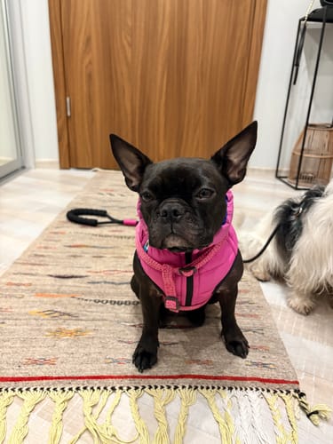 Customer photo review of World's lightest warm jacket for dogs