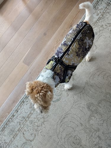 Customer photo review of Wintro - Quilted Waterproof Dog Coat with Harness Built In