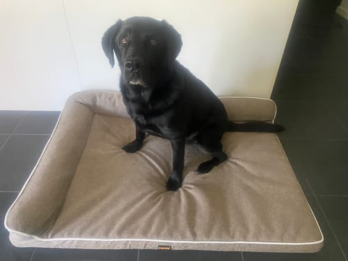 Reviewer's large black dog sitting upright on the grey Orthopedic Pet Bed on a tiled floor.