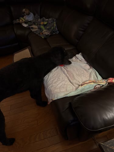 Customer's large black dog stands to chew a 12 Inch Monster Bully Stick on the couch.