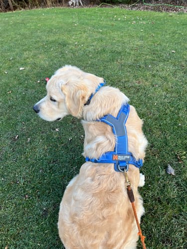 Customer's golden retriever sitting on the grass, showing the fit of the blue Non-Stop Dogwear Line Harness 5.0.