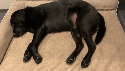 Customer's large black dog sleeping comfortably on its side on the grey Orthopedic Pet Bed.