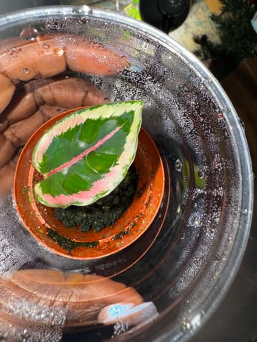 Customer's close-up of a single leaf on a Calathea plant, showing its condition before using the Plant Food.