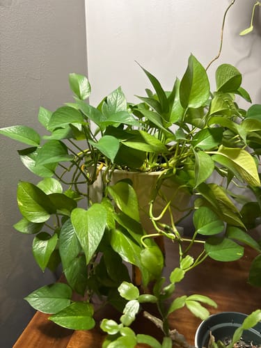 Keri B. review of Soil Refresh image 1 out of 1