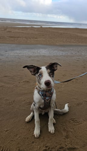 Amber review of Disney© Lead - Gingerbread Bear Sage image 1 out of 3