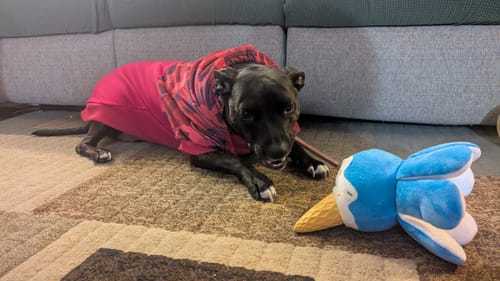 Customer's dog in a pink hoodie lies on a rug chewing on a Beef Gullet Jerky Strip.