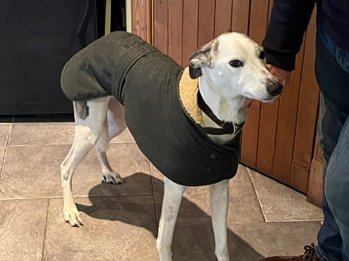 Customer photo review of Wax Sighthound Coat Green