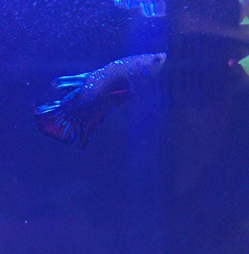 Customer photo review of Black Star Nebula Plakat Male Betta | You Pick Betta | High Grade