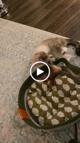 Customer video review of Instinct Basket | Handwoven & Chemical-Free Cat Territory
