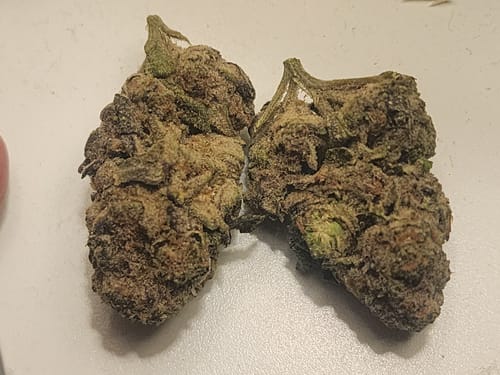 Customer photo review of Lemon Gas Mask Indoor THCA