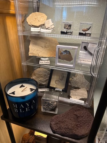 Customer photo review of The Original Shark Tooth Candle