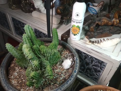 Customer's Houseplant Pest Spray on a side table next to their potted cactus.