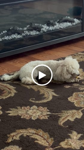 Customer video review of Long-Lasting Yak Chews — 6 Flavor Pack