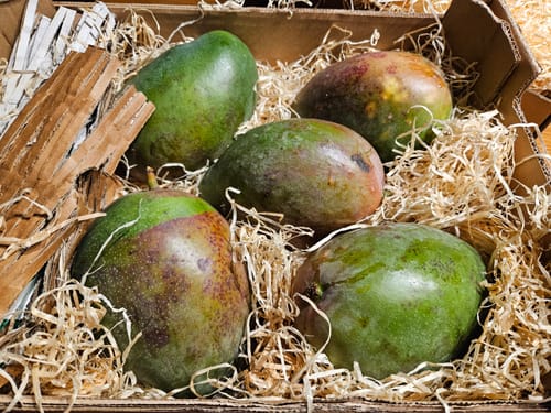 Rezensent zeigt fünf große, noch grüne Riesenmangos in der gepolsterten Versandbox.