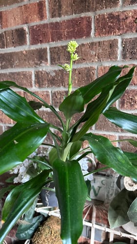 Reviewer's healthy Dracaena plant with a new flower stalk growing from the center against a brick wall.