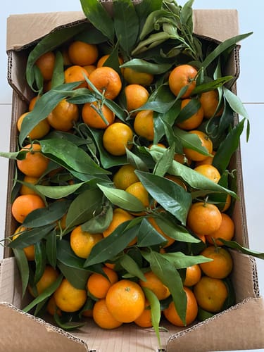 Anne C. review of Clémentines Bio - Origine Corse image 1 out of 1