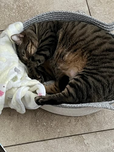 David M. review of Instinct Basket | Handwoven & Chemical-Free Cat Territory image 1 out of 1