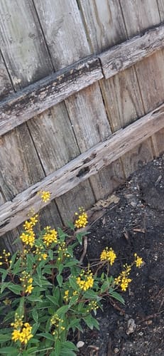 Customer's Thryallis bush with yellow flowers planted in dark soil next to a wooden fence.