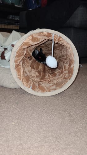 Customer photo review of Coziwow Collapsible Cat Tunnel Bed