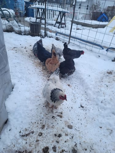 Customer photo review of GrubTerra Dried Black Soldier Fly Larvae 10lb