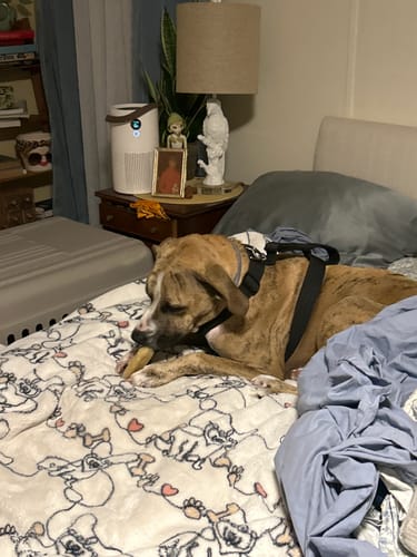 Customer's brindle dog lying on a bed while chewing on a long-lasting Coconut Yak Chew.