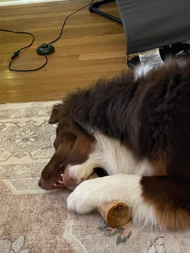 Customer's fluffy dog lying on a rug while chewing the end of a Smoked Beef Marrow Bone.