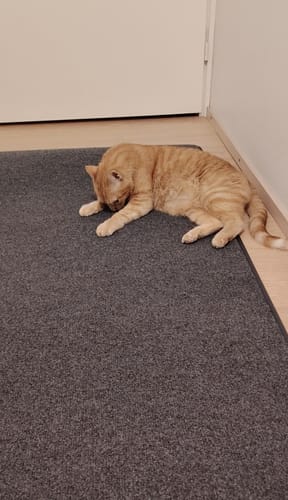 Customer photo review of Dry Step™ eteis- ja käytävämatto, 80 x 250 cm