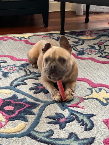 Customer's French bulldog lies on a colorful rug, holding and chewing a red Strawberry Yak Chew.