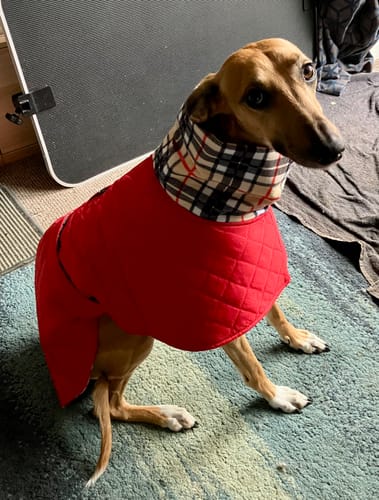 Customer photo review of Oslo - Quilted Waterproof Sighthound Coat with Harness Hole